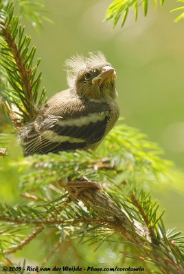 Eurasian ChaffinchFringilla coelebs coelebs