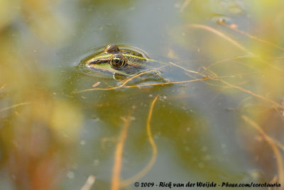 Edible Frog  (Bastaardkikker)