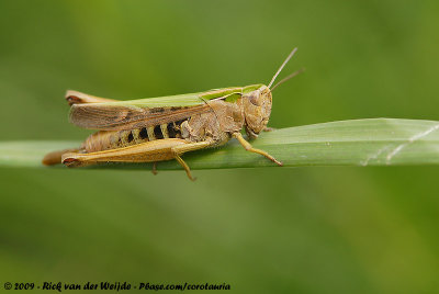 Common Green GrasshopperOmocestus viridulus