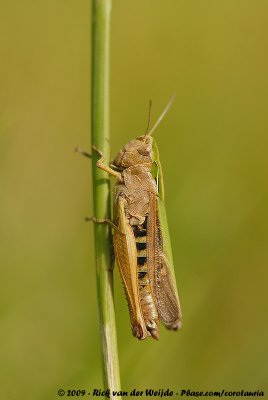 Common Green GrasshopperOmocestus viridulus