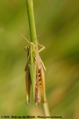 Common Green GrasshopperOmocestus viridulus