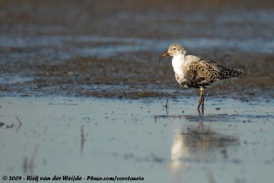 RuffCalidris pugnax