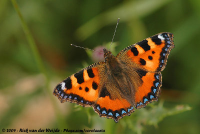 The Butterflies and Moths of The Netherlands