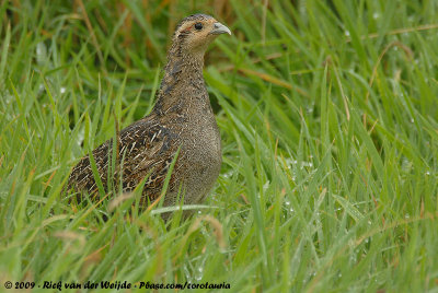 Grey PartridgePerdix perdix perdix