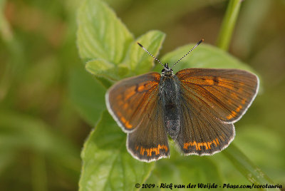 Purple-Edged CopperLycaena hippothoe hippothoe