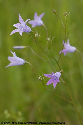 Spreading BellflowerCampanula patula