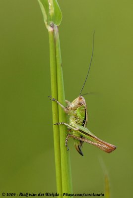Roesel's Bush-CricketMetrioptera roeselii