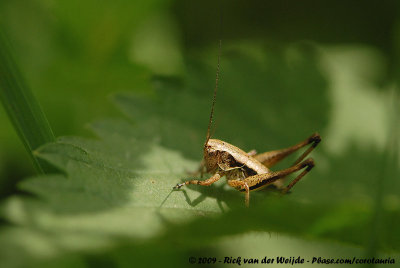 Dark Bush-Cricket Pholidoptera griseoaptera
