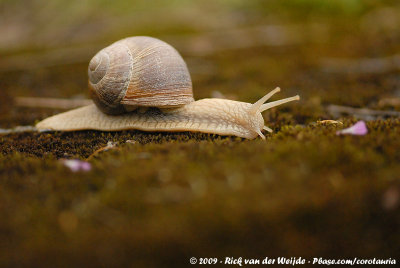 Edible SnailHelix pomatia