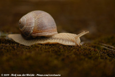 Edible Snail (Wijngaardslak)