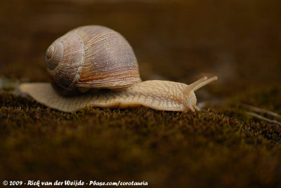 Edible Snail  (Wijngaardslak)