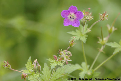 Wood CranesbillGeranium sylvaticum