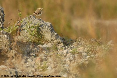 Tawny PipitAnthus campestris campestris