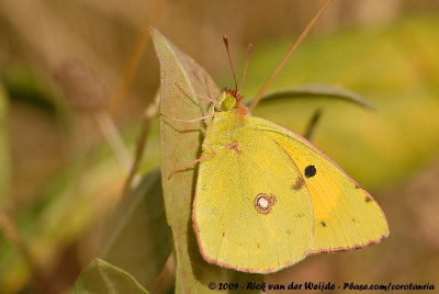 Clouded YellowColias croceus
