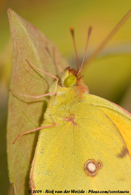 Clouded YellowColias croceus