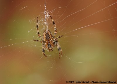 Eurasian Garden SpiderAraneus diadematus stellatus