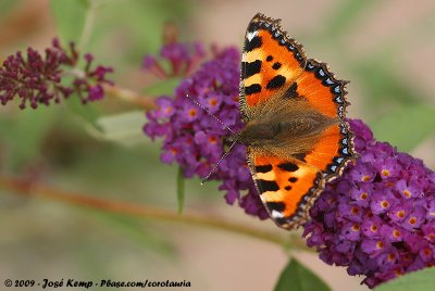 Small TortoiseshellAglais urticae