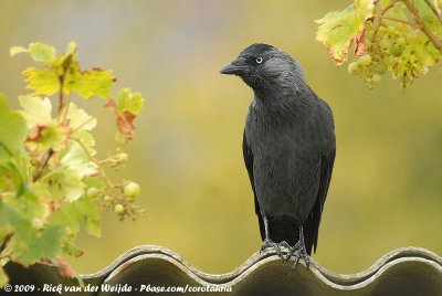 Western Jackdaw  (Kauw)