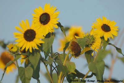 Sunflower<br><i>Heliantus annuus</i>