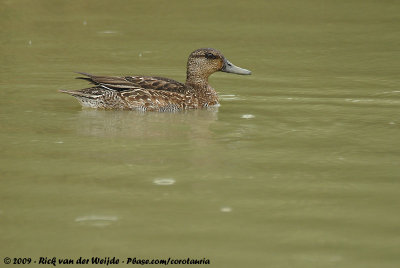 Eurasian TealAnas crecca