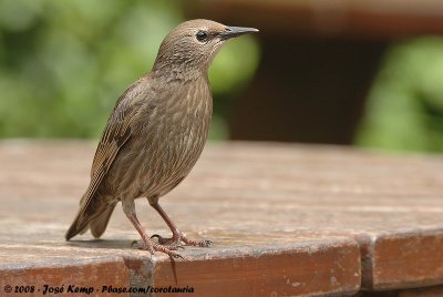 Common StarlingSturnus vulgaris vulgaris