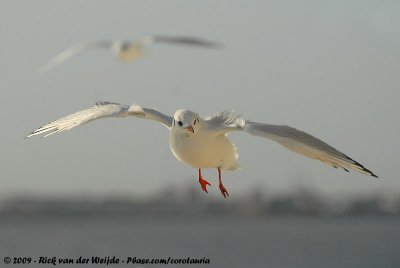 Black-Headed GullChroicocephalus ridibundus