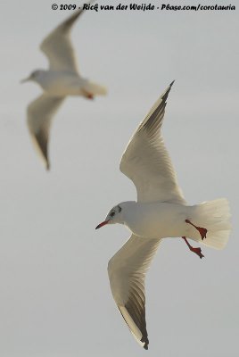 Black-Headed GullChroicocephalus ridibundus