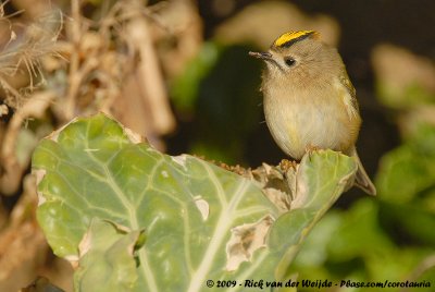 Goldcrest<br><i>Regulus regulus regulus</i>