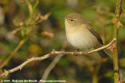 Leaf Warblers and allies  (Loofzangers)
