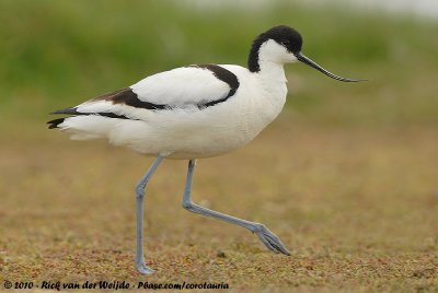 Pied AvocetRecurvirostra avosetta