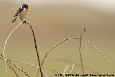 European StonechatSaxicola rubicola rubicola