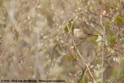 Common WhitethroatCurruca communis communis