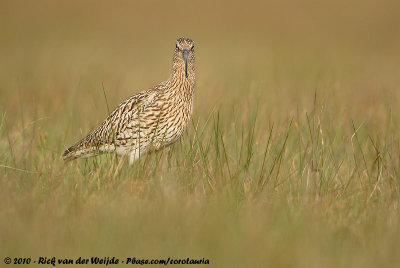 Eurasian CurlewNumenius arquata arquata