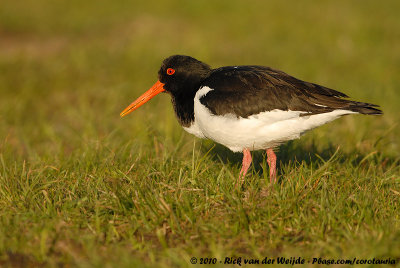 Eurasian OystercatcherHaematopus ostralegus ostralegus