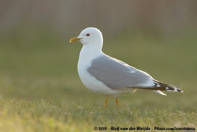 Common Gull (Stormmeeuw)