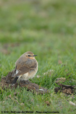 Northern WheatearOenanthe oenanthe oenanthe