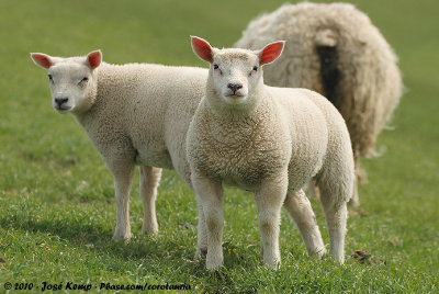 Texel's Sheep
