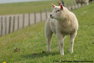 Texel's Sheep