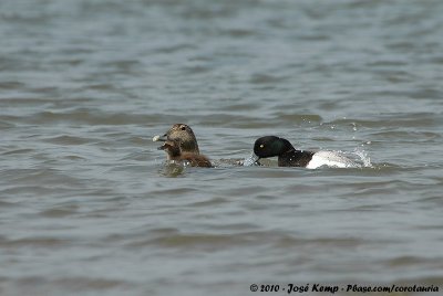 Greater ScaupAythya marila marila