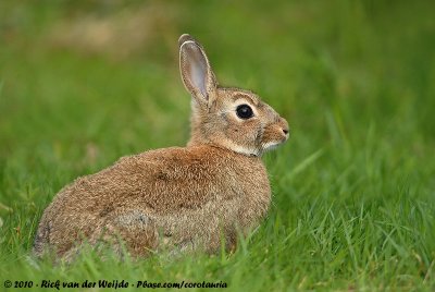 European RabbitOryctolagus cuniculus cuniculus