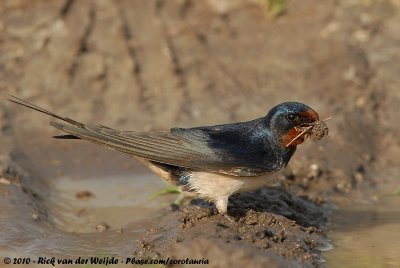 Barn SwallowHirundo rustica rustica