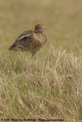 Eurasian CurlewNumenius arquata arquata