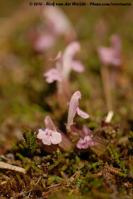Common Lousewort  (Heidekartelblad)