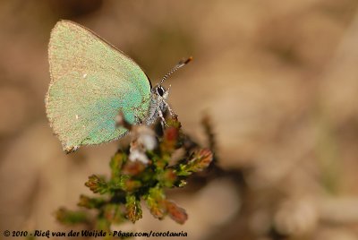 Green HairstreakCallophrys rubi