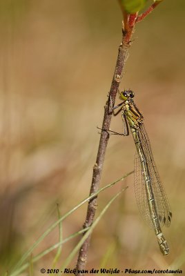 Irish DamselflyCoenagrion lunulatum