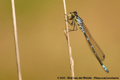 Irish DamselflyCoenagrion lunulatum