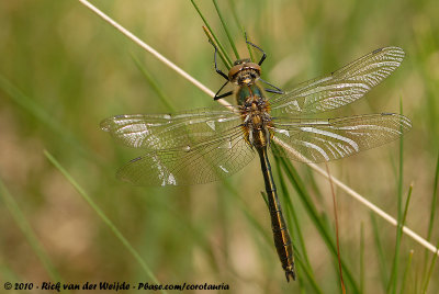 Downy EmeraldCordulia aenea aenea