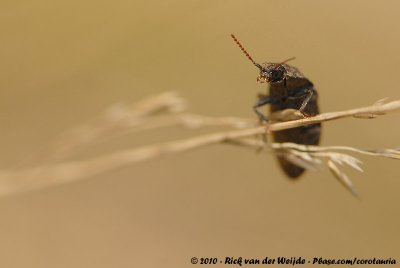 Click-Beetle  (Muisgrijze Kniptor)