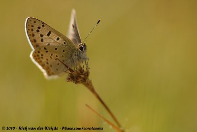 Sooty CopperLycaena tityrus tityrus