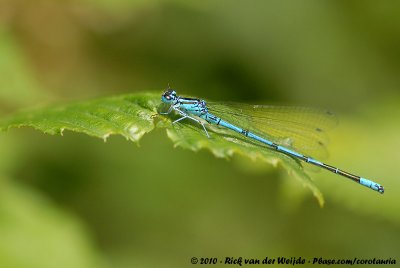 Azure DamselflyCoenagrion puella puella